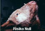 Risiko Null